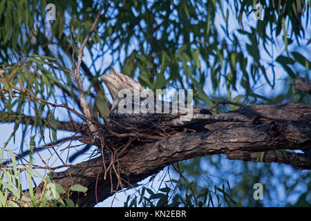 Bruno frogmouth seduta sul nido nella struttura ad albero nel Queensland Australia Foto Stock