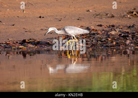 Di fronte bianco heron rovistando lungo argine nel Queensland Australiain Australia Foto Stock