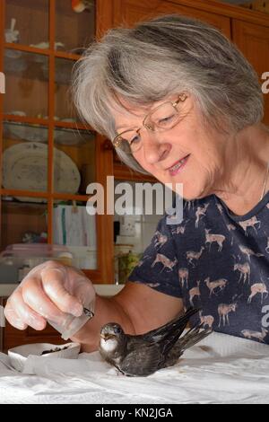 Judith Wakelam mano-alimentazione di un comune orfani pulcino swift (Apus apus) con cibo di insetti in casa sua, Worlington, Suffolk, Regno Unito, Luglio. Foto Stock