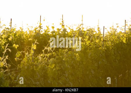 Primo piano di vigne in un vigneto incandescente nella luce del tramonto. Foto Stock