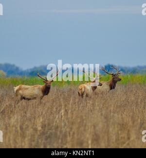 Un gruppo di tule elk pascolano in erba alta al San Luis National Wildlife Refuge novembre 20, 2017 los banos, California. (Foto di Steve martarano via planetpix) Foto Stock