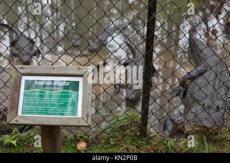 Un segno davanti a parecchie captive American alligatori presso il rettile Discovery Centre, in Deland, Florida, Stati Uniti d'America. Foto Stock