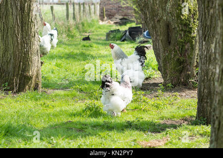 Free range Brahma polli, galline e galli, in cerca di cibo in un giardino Foto Stock