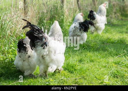 Free range Brahma polli, galline e galli, in cerca di cibo in un giardino Foto Stock