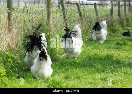 Free range Brahma polli, galline e galli, in cerca di cibo in un giardino Foto Stock