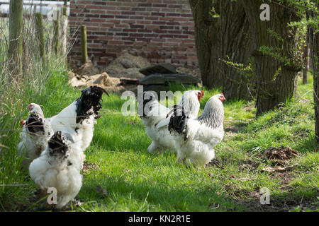 Free range Brahma polli, galline e galli, in cerca di cibo in un giardino sull'erba Foto Stock