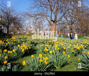 Narcisi nel St James's Park in primavera, Londra, Inghilterra, Regno Unito Foto Stock