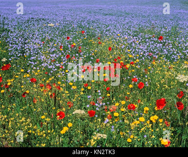 Campo di lino o campo di lino, noto anche come campo di lino comune, con fiori selvatici che crescono sul bordo su campo, Norfolk, Inghilterra, Regno Unito Foto Stock