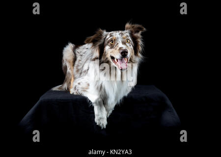 Pastore australiano cane giacente isolato in sfondo nero Foto Stock