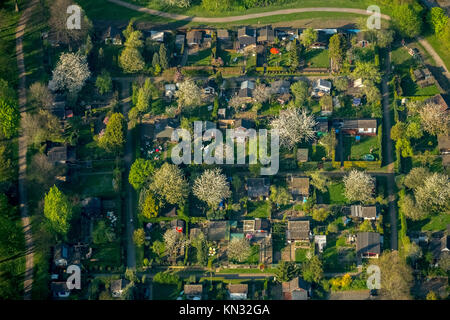 Riparto giardino Nauheimer Straße, Duisburg-Neumühl, alberi fioriti, riparto giardino, assegnazioni, giardino capannoni, Schreberhäuser, Duisburg, la zona della Ruhr, Foto Stock