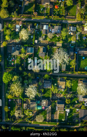 Riparto giardino Nauheimer Straße, Duisburg-Neumühl, alberi fioriti, riparto giardino, assegnazioni, giardino capannoni, Schreberhäuser, Duisburg, la zona della Ruhr, Foto Stock