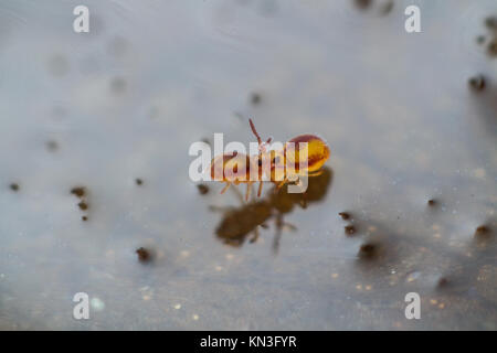 Sminthurides malmgreni globulare springtail courthship sul bordo di un laghetto in giardino. La femmina si solleva il maschio come egli afferra la sua antenna con il proprio Foto Stock