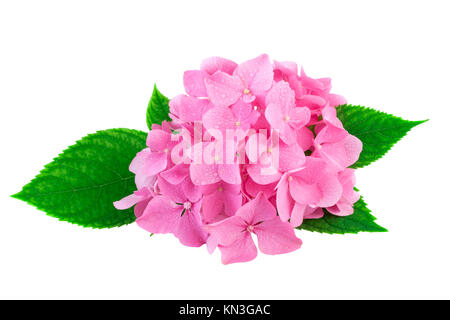 Fiori di colore rosa di hydrangea o hortensia isolato su bianco. Immagine inclusa tracciato di ritaglio Foto Stock
