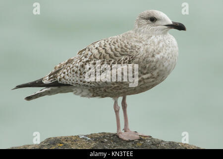 Una delle giovani aringhe gabbiano (Larus argentatus) arroccata su una roccia. Foto Stock