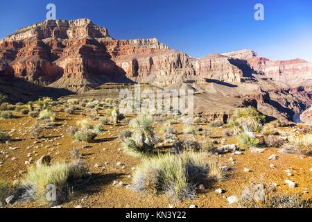 Il Grand Canyon e distante Fiume Colorado paesaggio con Desert Cactus piante in primo piano su Tonto Sentiero escursionistico Arizona Stati Uniti Foto Stock