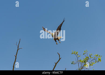 Canadian aquila calva decollare da pesce persico. Foto scattata a caso da una piccola barca mentre la crociera nella regione del Delta di Vancouver, B.C., Canada. 2017. Foto Stock