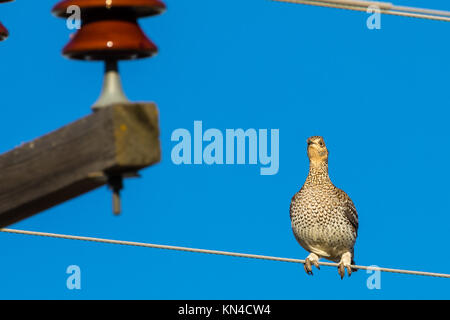 Sharp-tailed grouse (Tympanuchus phasianellus) su un filo. Dakota del Sud, STATI UNITI D'AMERICA Foto Stock