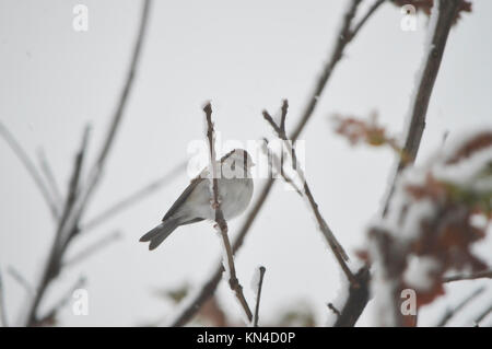 Il petto bianco dado hatch seduta su una coperta di neve ramo di albero su un wintery, freddo giorno Foto Stock