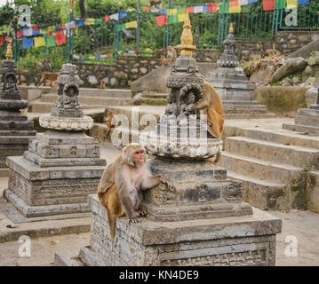 Il appropriatamente chiamato 'Monkey tempio', Swayambhunath, Kathmandu, Nepal Foto Stock