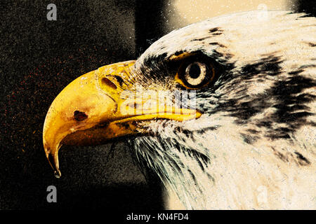 Migliorate digitalmente immagine di un ritratto di un aquila calva (Haliaeetus leucocephalus) Nord America gli uccelli rapaci Foto Stock