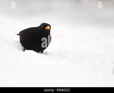 Un maschio di Merlo (Turdus merula) cerca la coperta di neve la massa per cibo, Warwickshire Foto Stock