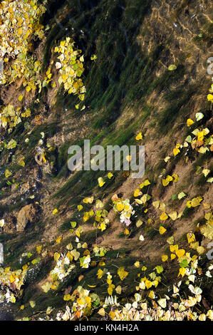 Autunno caduto foglie di giallo e le alghe in acqua Foto Stock