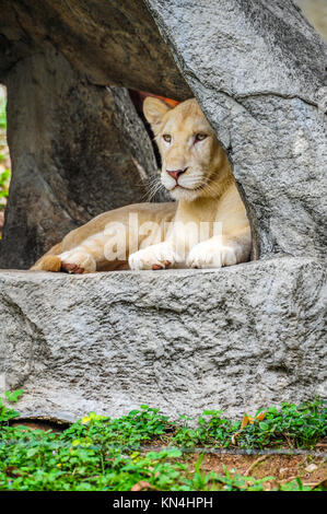 Femmina bianca lion giacente sulla roccia nel parco naturale Foto Stock
