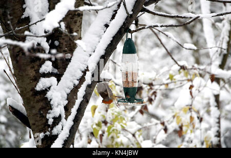 Un robin vola da un alimentatore di uccelli appesi in una coperta di neve albero in Ironbridge, Shropshire, come la nevicata attraverso parti del Regno Unito sta causando interruzioni diffusa, chiudere le strade e i voli di messa a terra in un aeroporto. Foto Stock