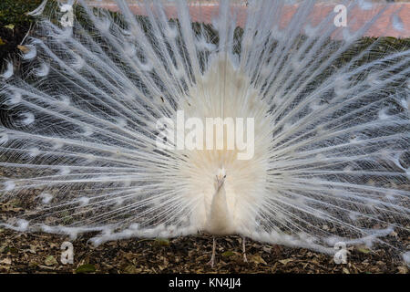 Un pavone bianco visualizzando è il piumaggio in un parco Foto Stock