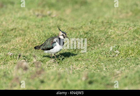 Pavoncella (Vanellus vanellus) Foto Stock