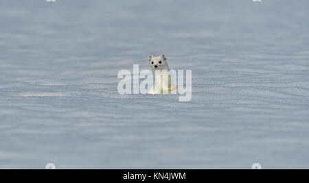 Ermellino (Mustela erminea) in inverno nella neve, Baviera, Germania Foto Stock