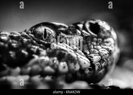 Close-up di un legname rattlesnake (Croatus horridus) nel profilo, al WNC Centro Natura in Asheville, North Carolina, STATI UNITI D'AMERICA Foto Stock