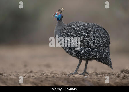 Helmeted faraone (Numida meleagris), pollo coulter al posto di irrigazione, Riserva di Mashatu, Tuli Block, Botswana Foto Stock