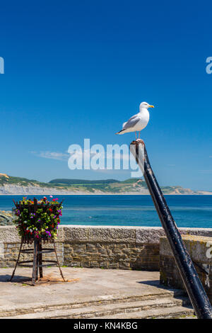 Un basket fuoco con fiori sul lungomare di Lyme Regis con cappuccio dorato al di là su Jurassic Coast Sito Patrimonio Mondiale, Dorset, England, Regno Unito Foto Stock