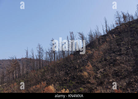 Purtroppo dopo un incendio di foresta di Izmir, Turchia. Foto Stock