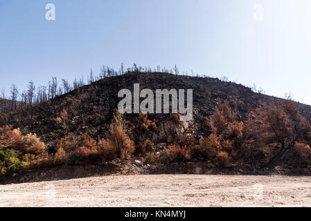 Purtroppo dopo un incendio di foresta di Izmir, Turchia. Foto Stock