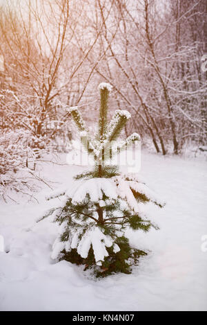 Piccolo pino ricoperta di neve sulla luce di sole Foto Stock