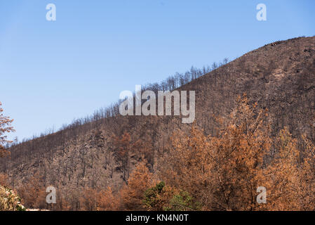 Purtroppo dopo un incendio di foresta di Izmir, Turchia. Foto Stock