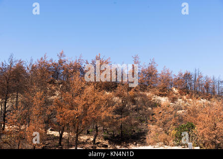 Purtroppo dopo un incendio di foresta di Izmir, Turchia. Foto Stock