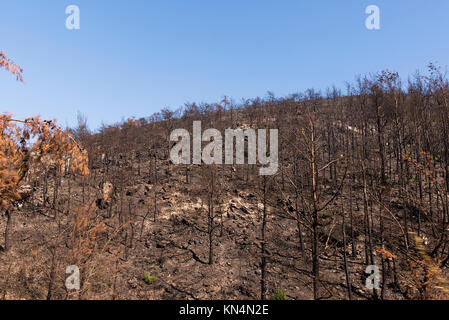 Purtroppo dopo un incendio di foresta di Izmir, Turchia. Foto Stock