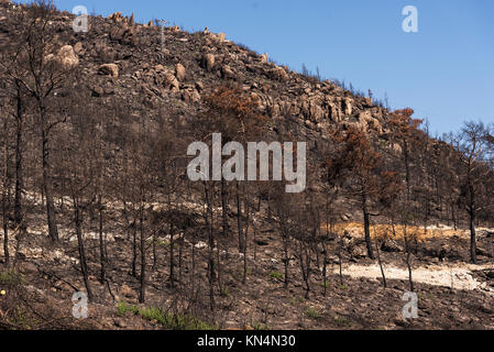 Purtroppo dopo un incendio di foresta di Izmir, Turchia. Foto Stock