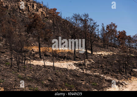 Purtroppo dopo un incendio di foresta di Izmir, Turchia. Foto Stock