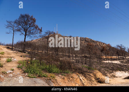 Purtroppo dopo un incendio di foresta di Izmir, Turchia. Foto Stock