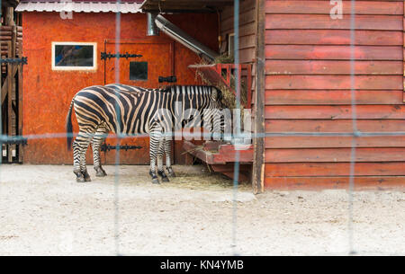 Zebra nella gabbia del giardino zoologico, mangia Foto Stock