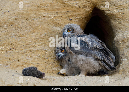 Gufo reale / gufi ( Bubo bubo ), moulting pulcini con la carcassa del porcospino seduti, in piedi di fronte a loro nido scavano, fauna selvatica, l'Europa. Foto Stock