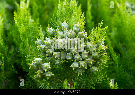 Thuja orientalis. Albero sempreverde Foto Stock