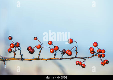 Close up di bacche rosse di pallon di maggio con la brina sui rami Foto Stock
