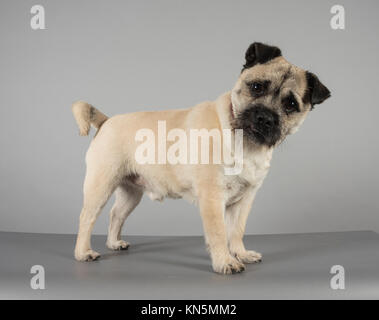 Cane brocca (pug ibrido e un jack russell terrier) nel Regno Unito. Foto Stock