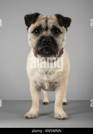 Cane brocca (pug ibrido e un jack russell terrier) nel Regno Unito. Foto Stock