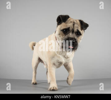 Cane brocca (pug ibrido e un jack russell terrier) nel Regno Unito. Foto Stock